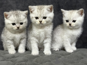 Photo №2 to announcement № 163555 for the sale of scottish straight - buy in Belarus breeder