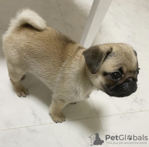 Photo №2 to announcement № 85255 for the sale of pug - buy in Bulgaria private announcement