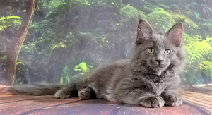 Photo №2 to announcement № 3085 for the sale of maine coon - buy in Russian Federation from nursery