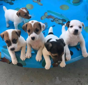 Photo №1. jack russell terrier - for sale in the city of Echuca | negotiated | Announcement № 71693