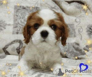 Photo №3. Cavalier King Charles Spaniel promising boy. Belarus