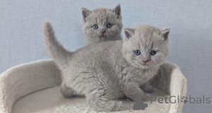 Photo №1. british shorthair - for sale in the city of Milan | 413$ | Announcement № 172725