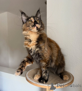 Photo №2 to announcement № 155395 for the sale of maine coon - buy in Switzerland private announcement