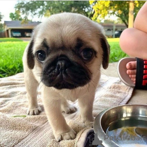 Photo №1. pug - for sale in the city of Havana | negotiated | Announcement № 77647