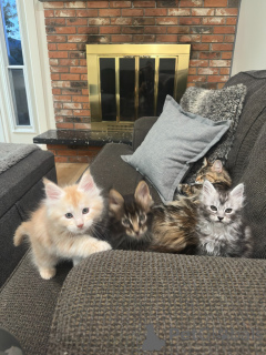 Photo №1. maine coon - for sale in the city of Bremen | negotiated | Announcement № 177807