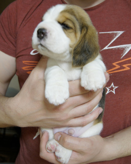 Photo №1. beagle - for sale in the city of Lipetsk | negotiated | Announcement № 1966