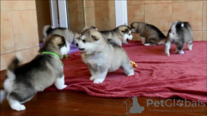 Photo №1. alaskan malamute - for sale in the city of Фискари | Is free | Announcement № 129073