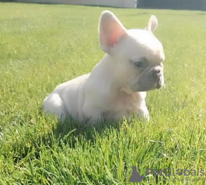 Photo №4. I will sell french bulldog in the city of Senta. breeder - price - negotiated