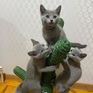 Photo №1. russian blue - for sale in the city of Франкфурт | 740$ | Announcement № 111870