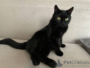 Photo №1. domestic cat - for sale in the city of Minsk | Is free | Announcement № 119562