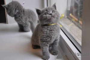Photo №1. british shorthair - for sale in the city of Phoenix | Is free | Announcement № 63720