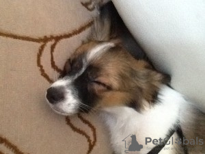 Photo №1. papillon dog - for sale in the city of Rottweil | 687$ | Announcement № 119055