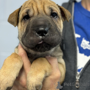 Photo №2 to announcement № 173384 for the sale of shar pei - buy in Denmark private announcement