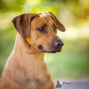 Photo №1. rhodesian ridgeback - for sale in the city of Boat | negotiated | Announcement № 13228