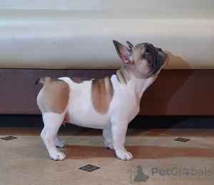 Photo №4. I will sell french bulldog in the city of Minsk. private announcement - price - 650$