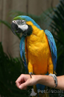 Photo №3. Hello everyone, meet a lovely pair of our quality harness blue and gold macaws... United States
