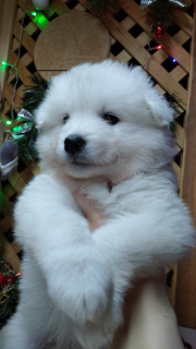 Additional photos: Samoyed Puppies Bear type