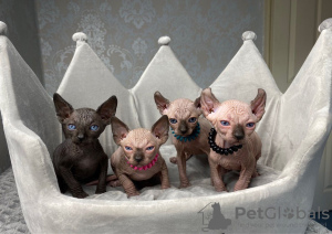 Photo №1. sphynx cat - for sale in the city of Братислава | Is free | Announcement № 8017