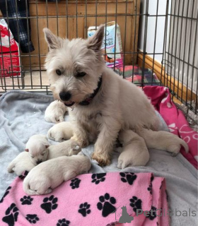 Photo №1. west highland white terrier - for sale in the city of Seda | negotiated | Announcement № 160011