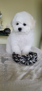 Photo №2 to announcement № 48768 for the sale of bichon frise - buy in Ukraine from nursery, breeder