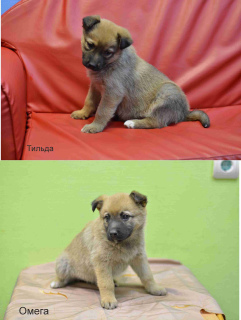 Photo №1. non-pedigree dogs - for sale in the city of Moscow | Is free | Announcement № 4440