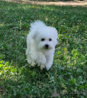 Photo №1. bichon frise - for sale in the city of Belgrade | negotiated | Announcement № 111838