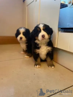 Photo №1. bernese mountain dog - for sale in the city of Helsinki | 528$ | Announcement № 96952