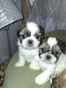 Photo №4. I will sell yorkshire terrier, lhasa apso, maltipu, pekingese, poodle (dwarf), poodle (toy), shih tzu in the city of Riga. private announcement, from the shelter, breeder - price - 774$