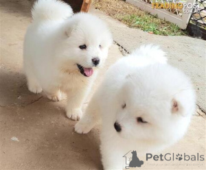 Photo №1. samoyed dog - for sale in the city of Munich | negotiated | Announcement № 175278