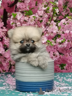 Photo №2 to announcement № 142480 for the sale of non-pedigree dogs - buy in Russian Federation from nursery, breeder