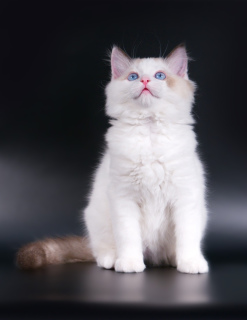 Photo №1. ragdoll - for sale in the city of Samara | Negotiated | Announcement № 2551