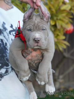 Photo №4. I will sell american mastiff in the city of Bad Kreuznach. private announcement - price - negotiated