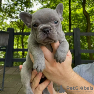 Photo №1. french bulldog - for sale in the city of Munich | Is free | Announcement № 119723