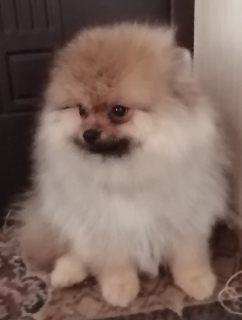Photo №2 to announcement № 5163 for the sale of pomeranian - buy in Russian Federation breeder