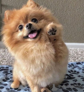 Photo №2 to announcement № 42792 for the sale of pomeranian - buy in Australia private announcement