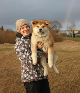 Photo №2 to announcement № 5441 for the sale of akita - buy in Belarus breeder