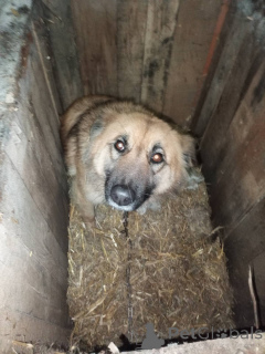 Photo №2 to announcement № 167687 for the sale of non-pedigree dogs - buy in Belarus private announcement