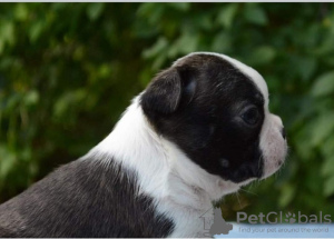 Additional photos: Beautiful Boston Terrier puppies