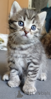 Photo №2 to announcement № 139948 for the sale of  - buy in Germany private announcement