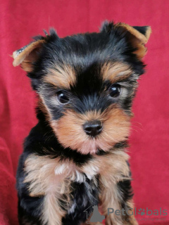 Photo №1. yorkshire terrier - for sale in the city of Šeduva | Is free | Announcement № 75520