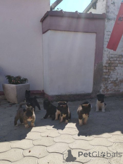 Photo №4. I will sell american akita in the city of Ruma.  - price - negotiated