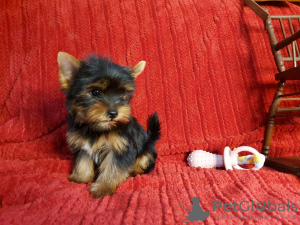 Additional photos: Yorkshire terrier puppies for sale