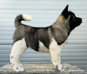 Photo №1. american akita - for sale in the city of Kraljevo | negotiated | Announcement № 125767