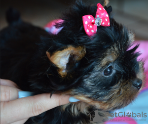 Photo №4. I will sell yorkshire terrier in the city of Busko-Zdrój. breeder - price - 404$