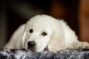 Photo №1. golden retriever - for sale in the city of Москва | 743$ | Announcement № 13236