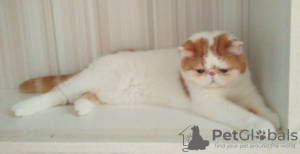 Photo №2 to announcement № 62411 for the sale of exotic shorthair - buy in Belarus breeder