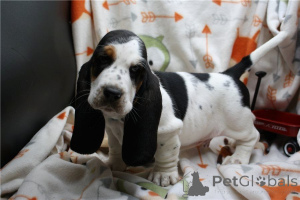 Photo №1. basset hound - for sale in the city of Quadratsch | 361$ | Announcement № 170147