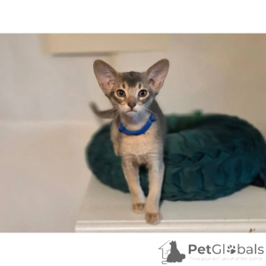 Photo №1. abyssinian cat - for sale in the city of Barsel | 361$ | Announcement № 174398