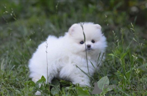 Photo №2 to announcement № 127347 for the sale of pomeranian - buy in Germany private announcement