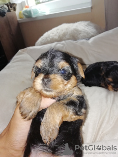 Additional photos: Yorkshire Terrier babies are available for reservation.